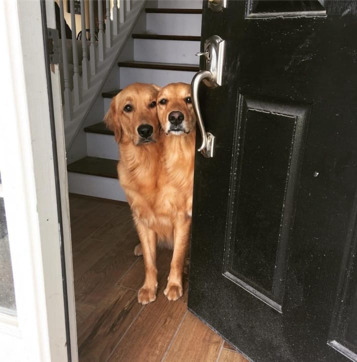 Perfectly Timed Dog Pictures