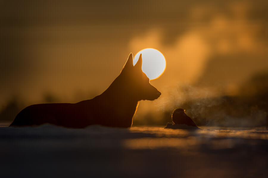 Photographer Captures Tender Moments Between Dog named Ingo and