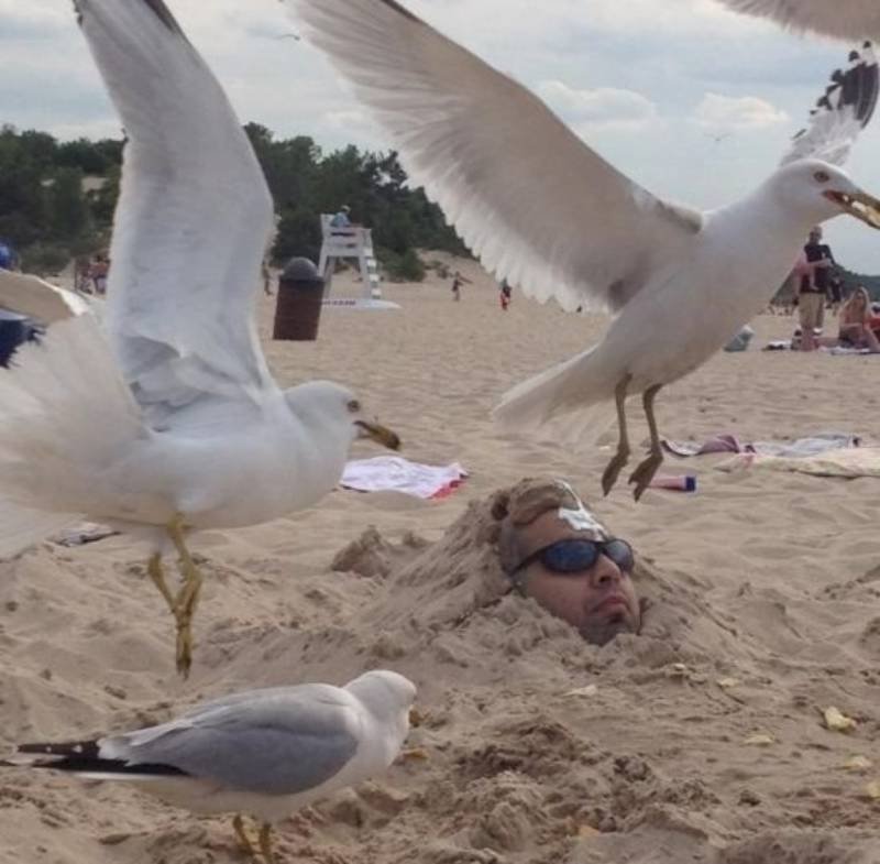 Pictures of Funniest animal attacks on humans