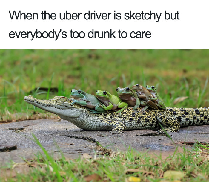 frogs
