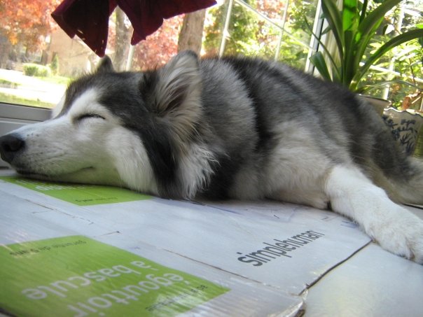 sleepy Husky
