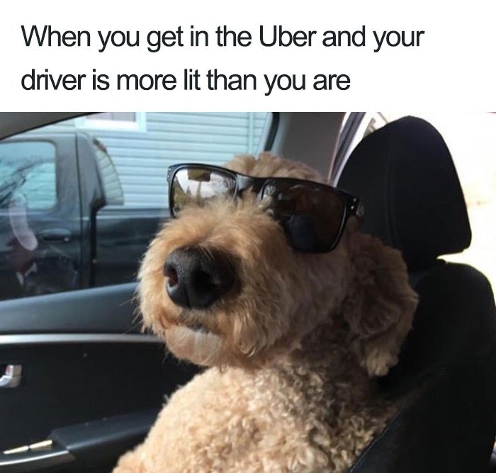 Funny Uber Animal Memes.
