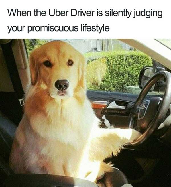 dog uber driver