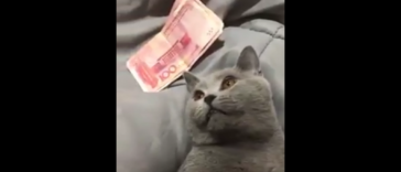 This cat can be tamed by money alone