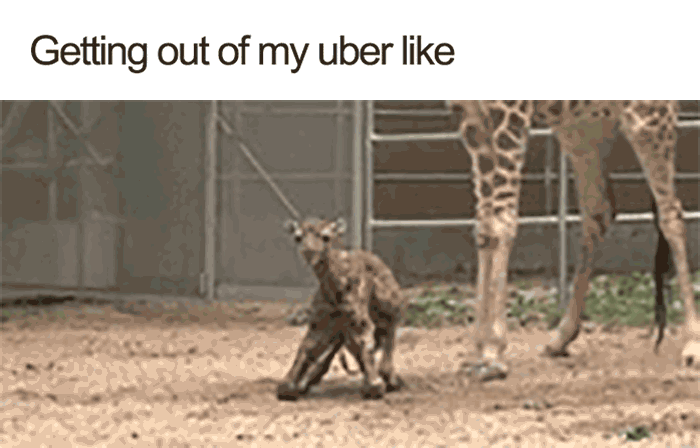 camel dance