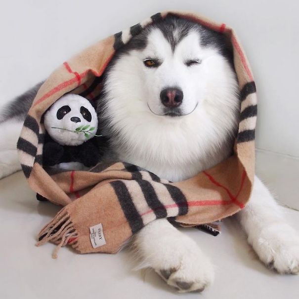 Maru; The Happiest Heterochromatic Husky in the world who preten