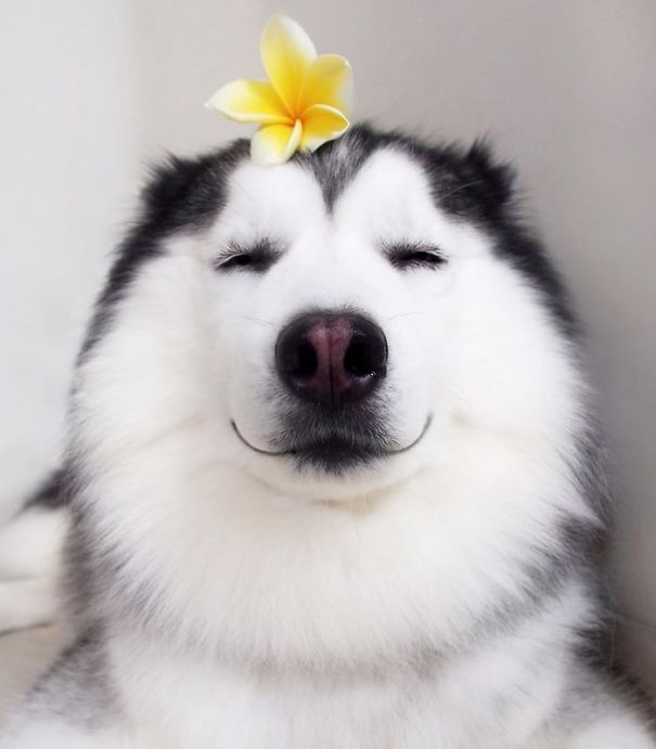 dog with flower