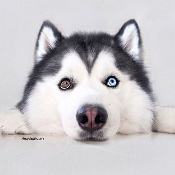 two color eyes
