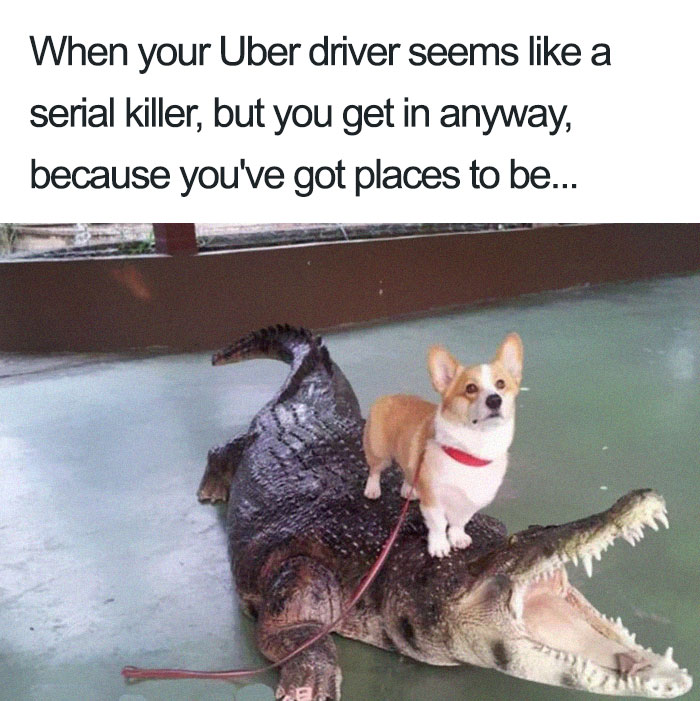 dog ride