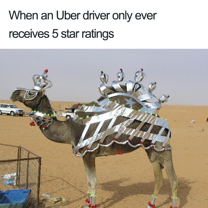 camel