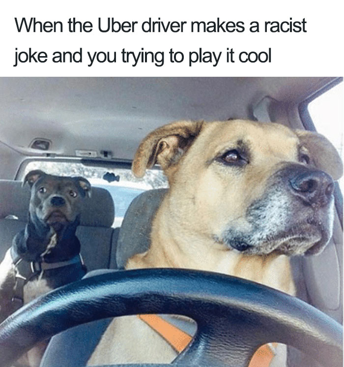 dogs