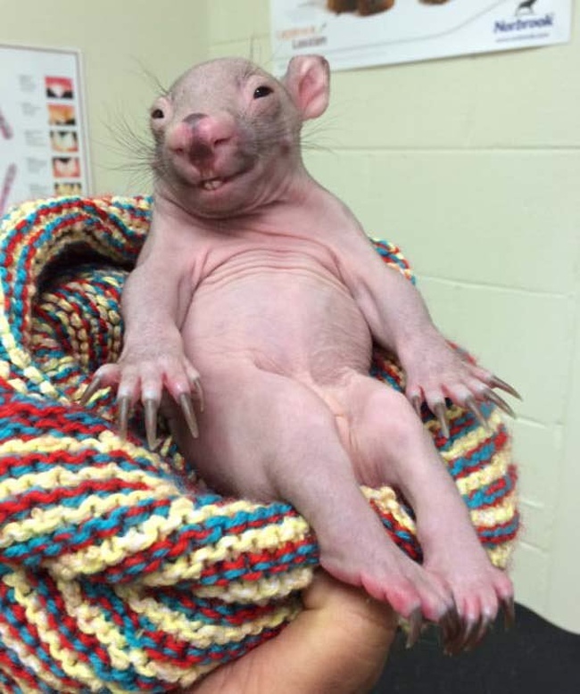 baby wombat