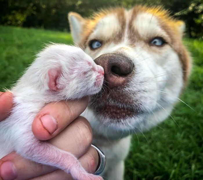 Banner the Hero Husky finds a box full of near death kittens and