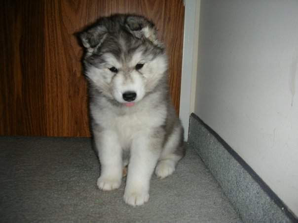 puppy