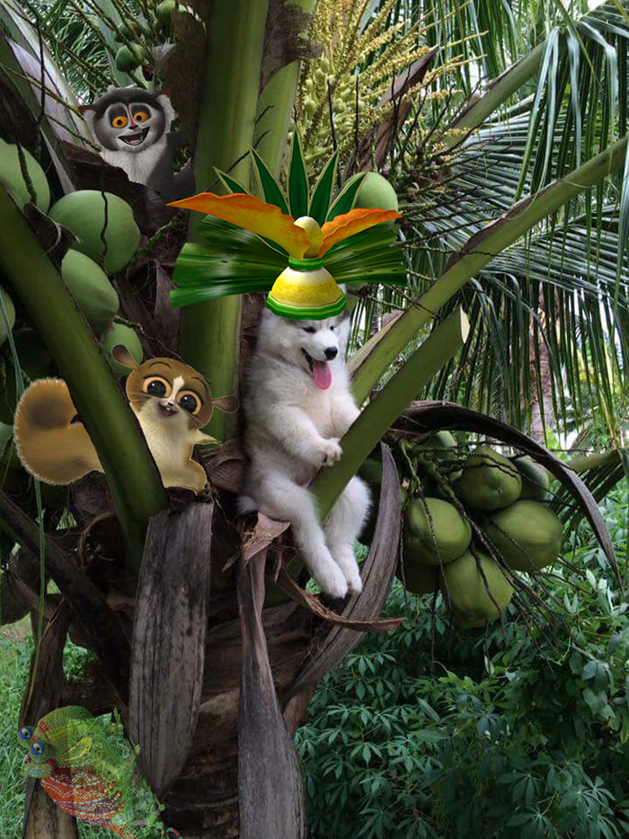 Hail King Julien