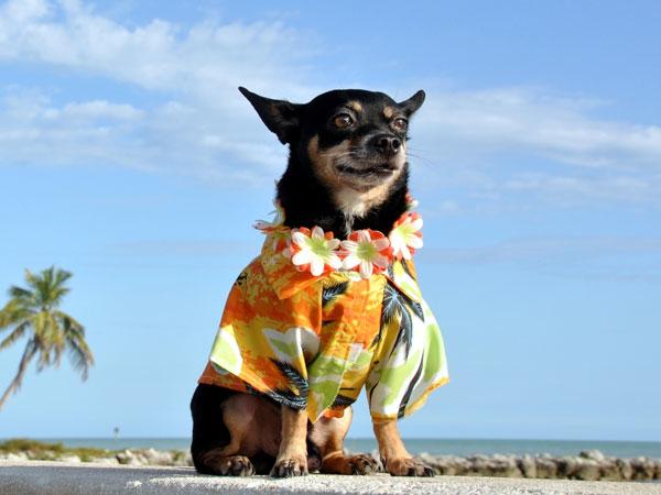 Hawaiian vacation