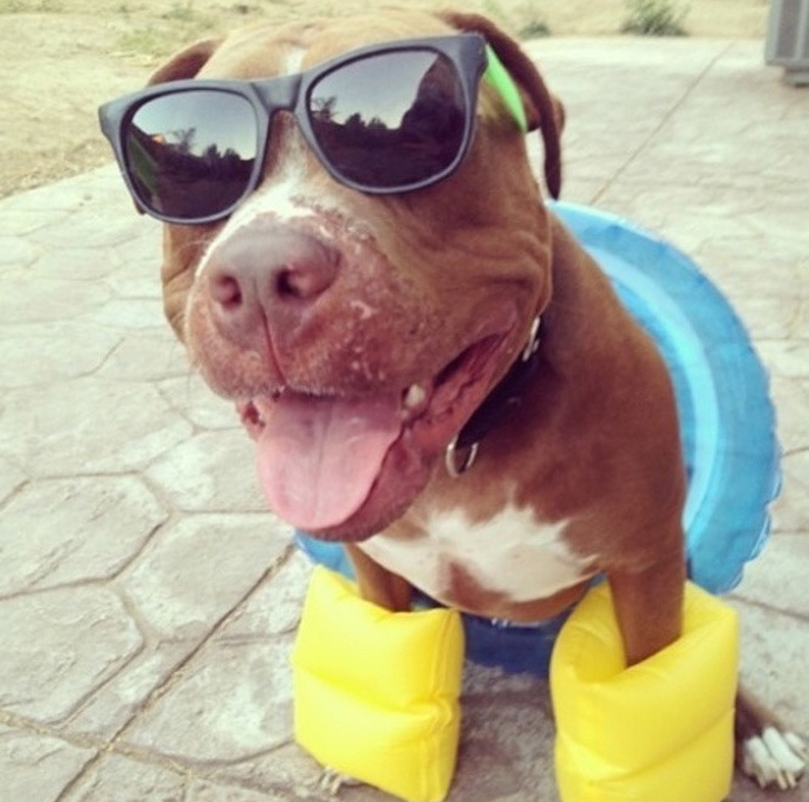 Animals ready for chilling in summer