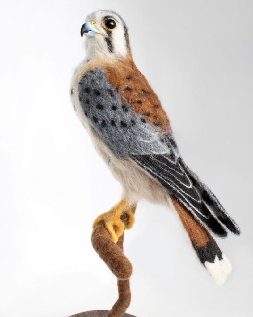 American Kestrel