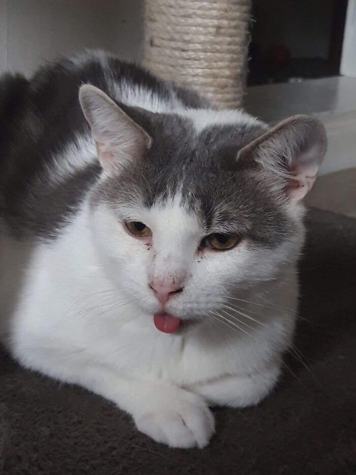 15 Adorable Reasons ‘Why I Hate My Job’