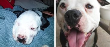 Before and after photos of dogs rescued by kind people