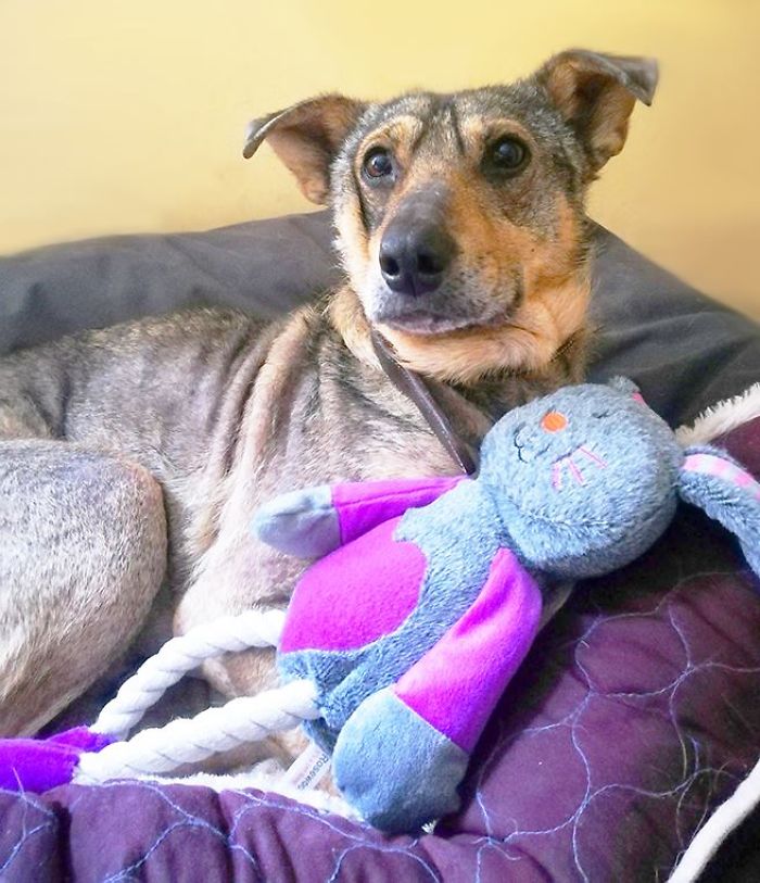 dog with toy