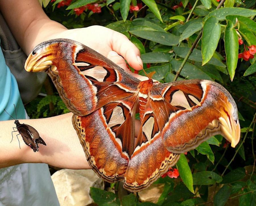 Atlas moth