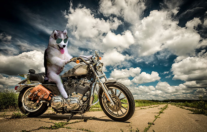 Badass Husky