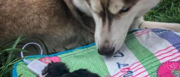 Banner the Hero Husky finds a box full of near death kittens and