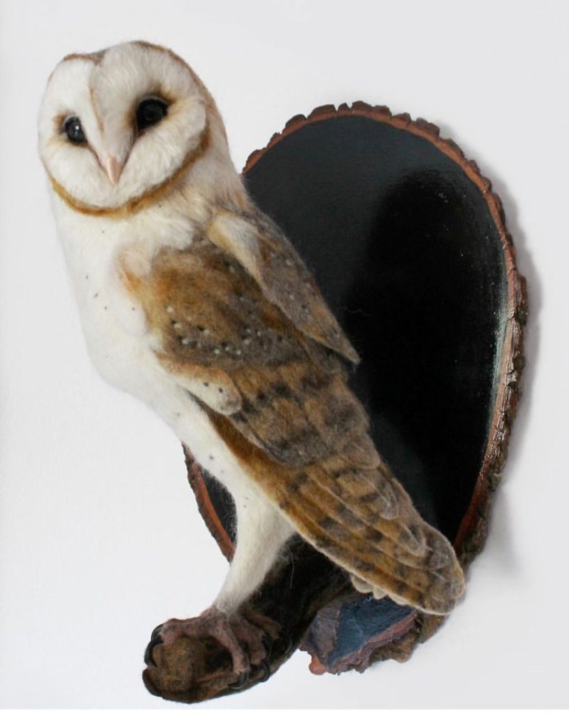 Barn Owl