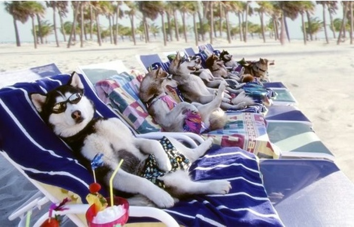 Animals ready for chilling in summer