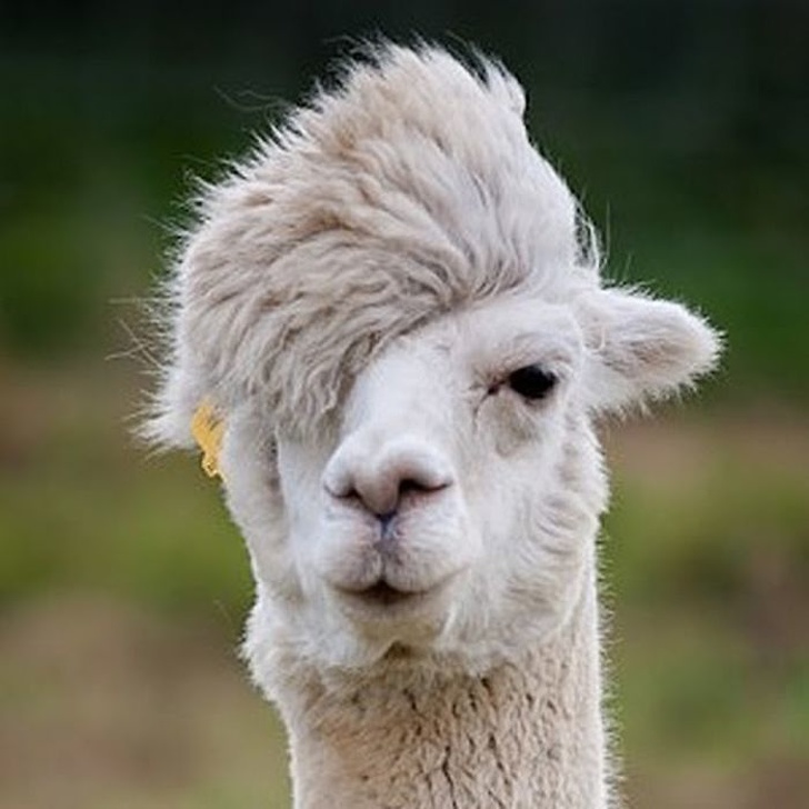 Llamas