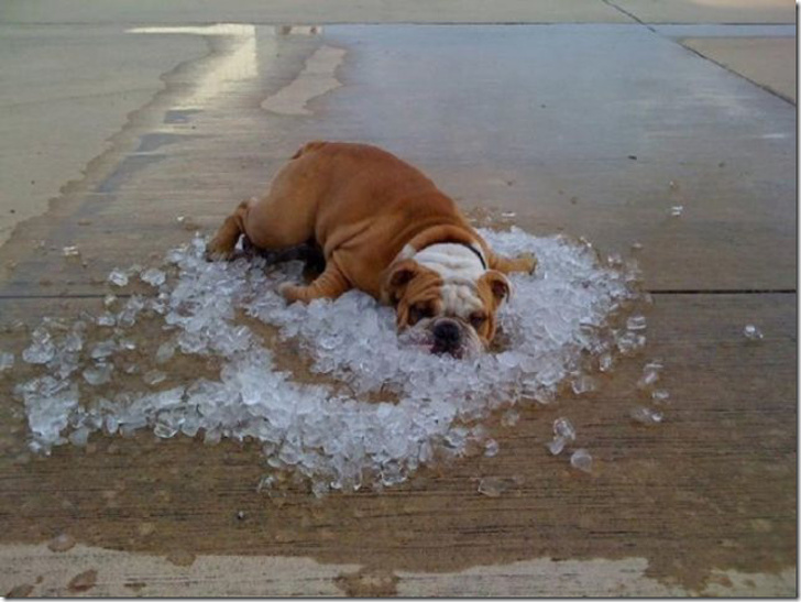 Animals ready for chilling in summer