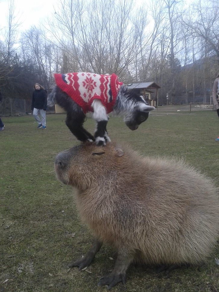 Capybara
