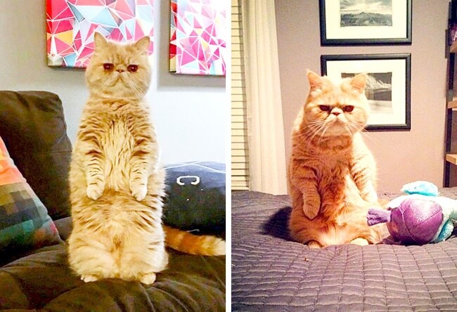Animals that will make you reconsider your view of evolution