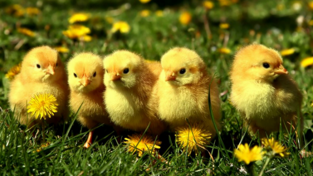 Chicks