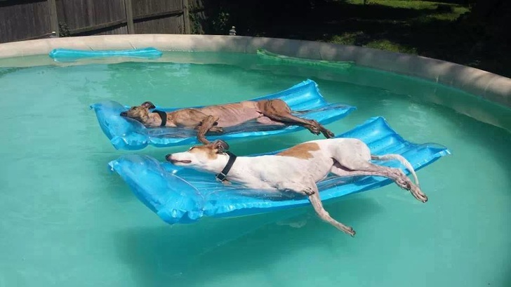 Animals ready for chilling in summer