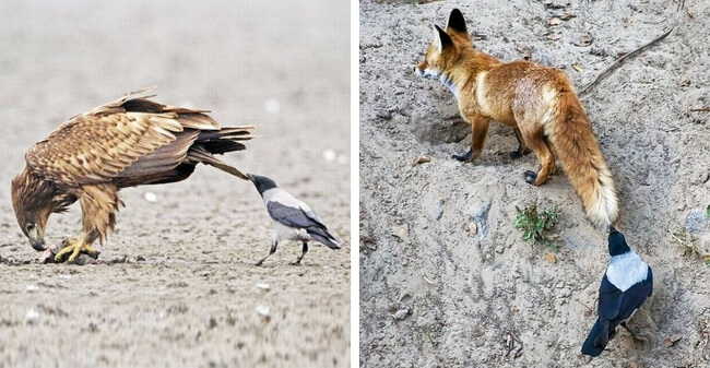 Animals that will make you reconsider your view of evolution