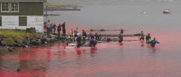 Ocean waters at Faroe Islands runs red with blood of slaughtered dolphins
