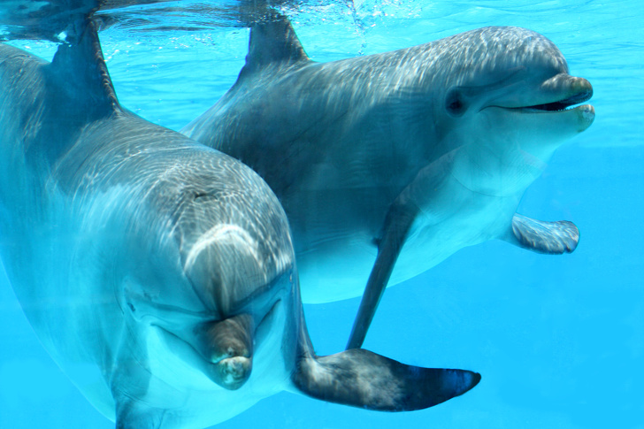 Dolphins