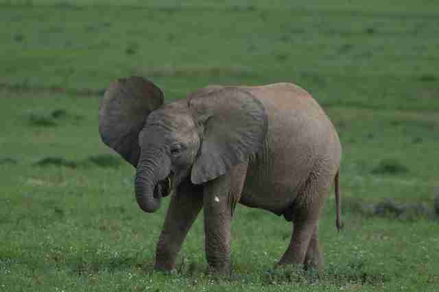 Elephants