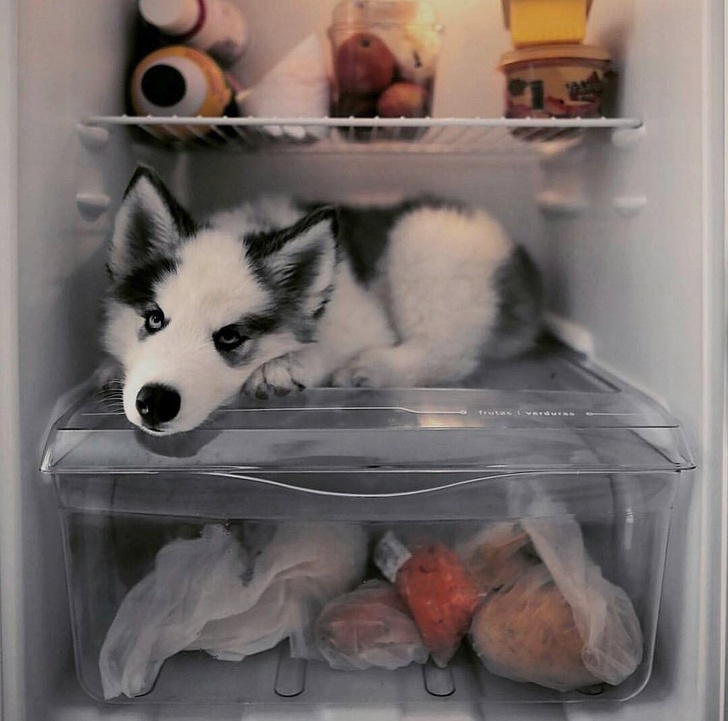 Animals ready for chilling in summer