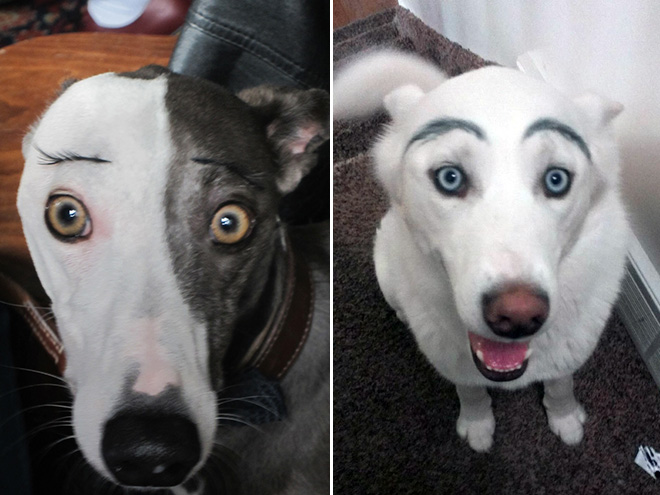 fake eyebrows
