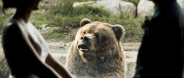 Internet is going LMAO over this bear's reaction on the wedding of a couple at Zoo (plus some other animals who ruined the perfect wedding photos)