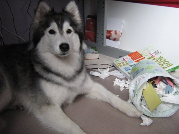 big Husky