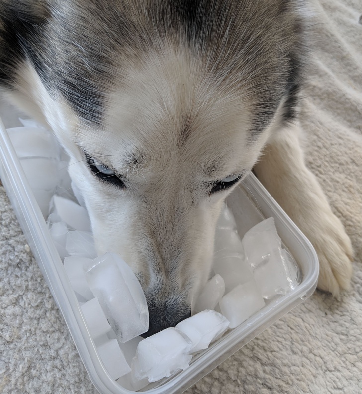 Husky
