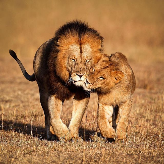 lions