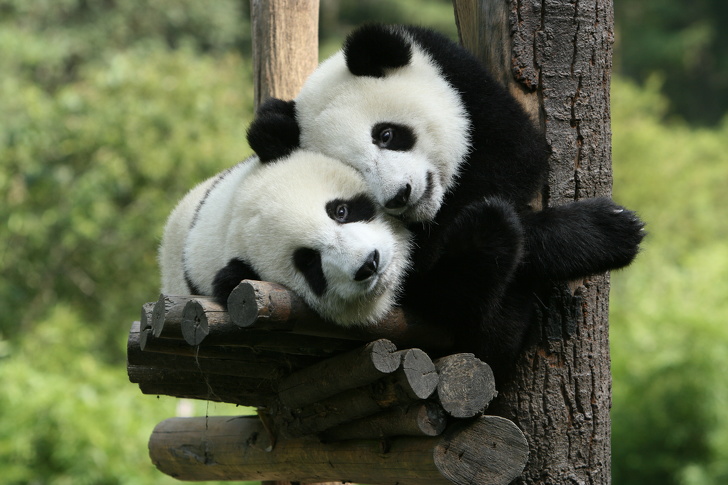 pandas