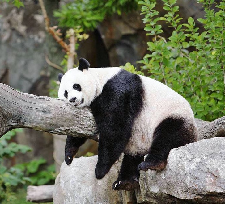 panda