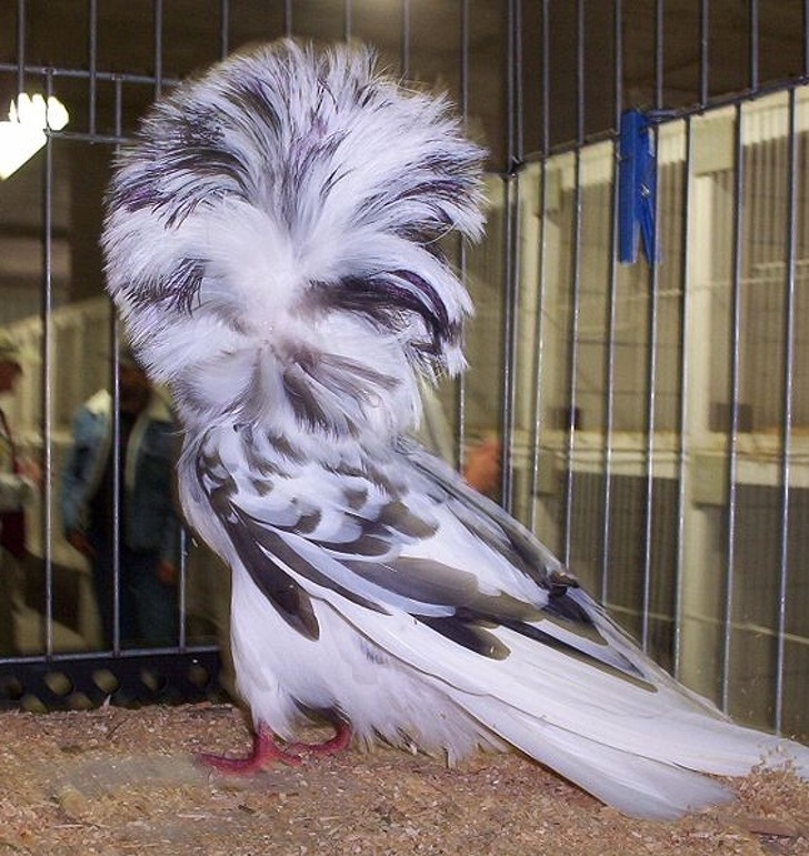 Jacobin Pigeon