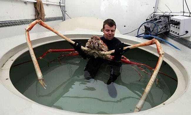 Japanese spider crab